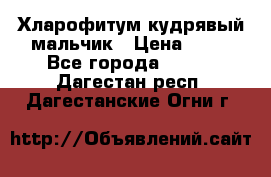 Хларофитум кудрявый мальчик › Цена ­ 30 - Все города  »    . Дагестан респ.,Дагестанские Огни г.